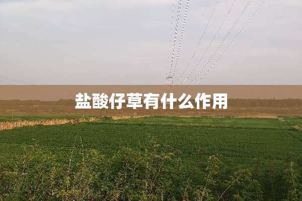 **仔草有什么作用