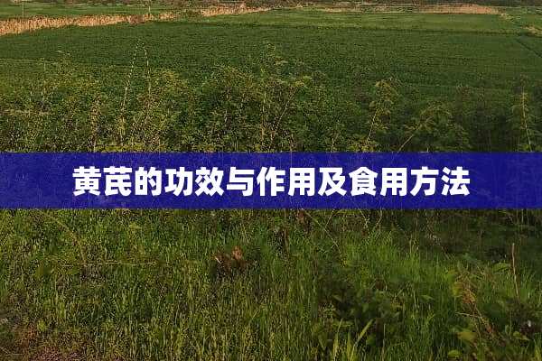 黄芪的功效与作用及食用方法