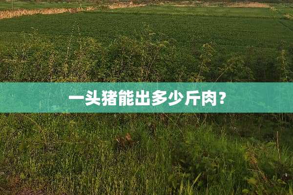 一头猪能出多少斤肉？