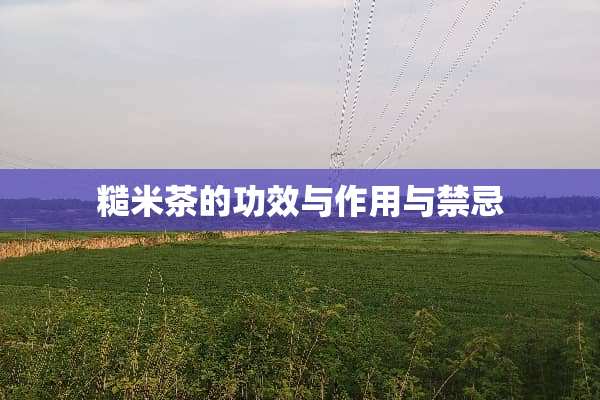 糙米茶的功效与作用与禁忌