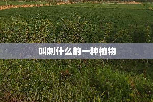 叫刺什么的一种植物
