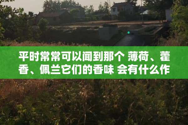 平时常常可以闻到那个 薄荷、藿香、佩兰它们的香味 会有什么作用呢？