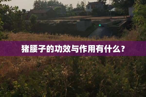 猪腰子的功效与作用有什么？