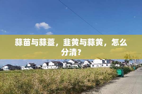 蒜苗与蒜薹，韭黄与蒜黄，怎么分清？