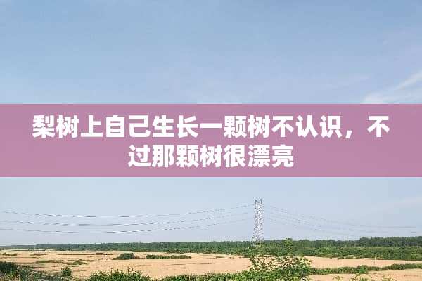 梨树上自己生长一颗树不认识，不过那颗树很漂亮
