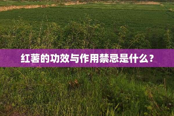 红薯的功效与作用禁忌是什么？