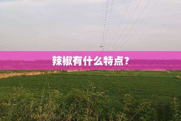辣椒有什么特点？