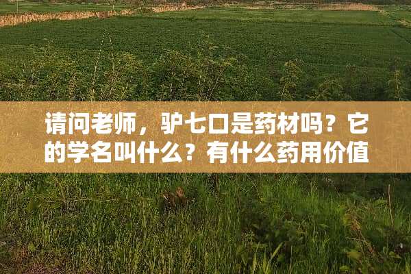 请问老师，驴七口是药材吗？它的学名叫什么？有什么药用价值？多谢！