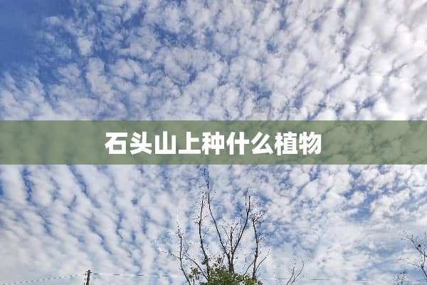 石头山上种什么植物