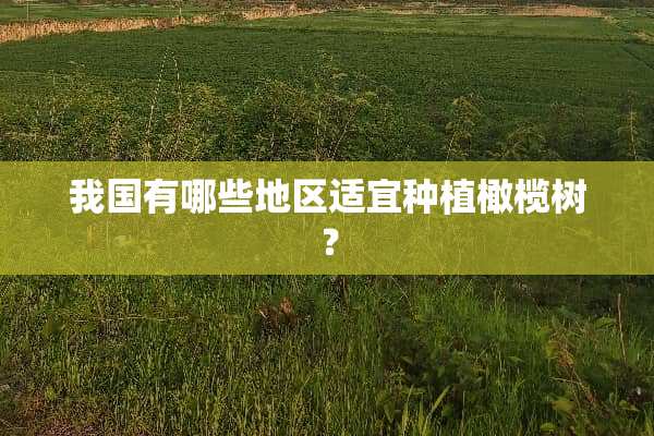 我国有哪些地区适宜种植橄榄树？