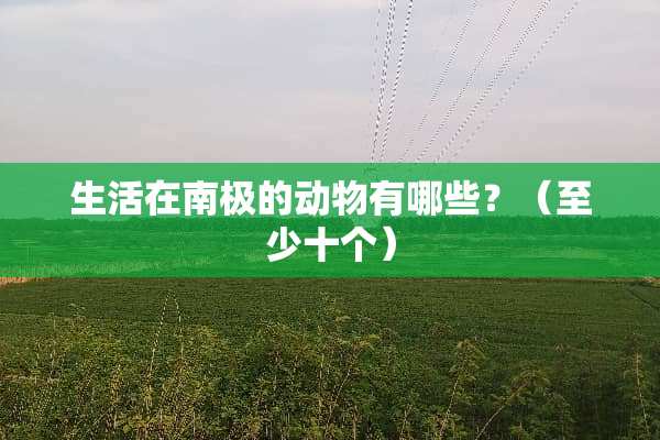 生活在南极的动物有哪些？（至少十个）
