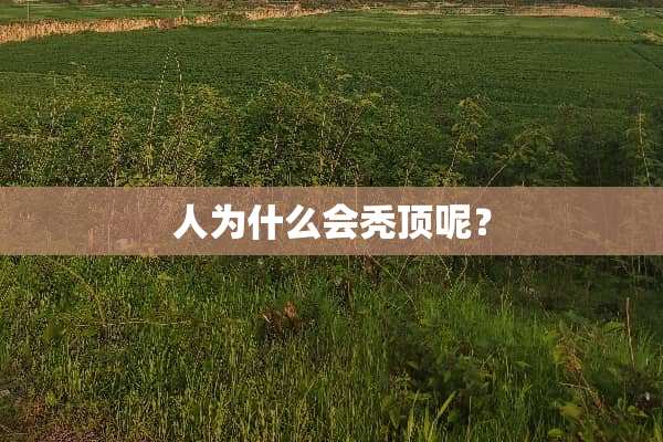 人为什么会秃顶呢？