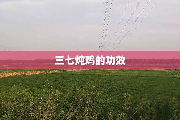 三七炖鸡的功效