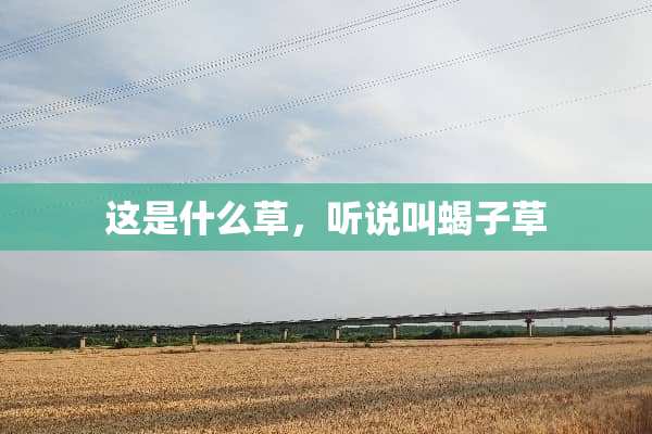 这是什么草，听说叫蝎子草