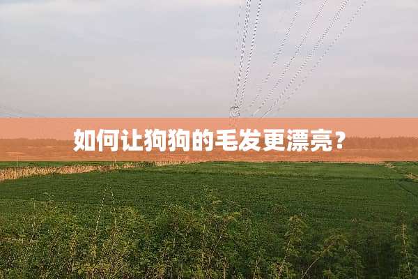 如何让狗狗的毛发更漂亮？