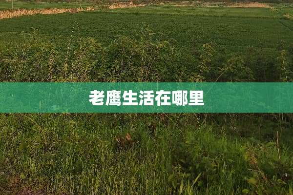 老鹰生活在哪里