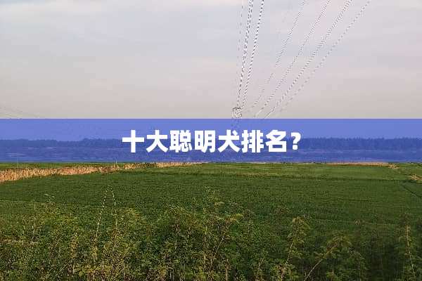 十大聪明犬排名？