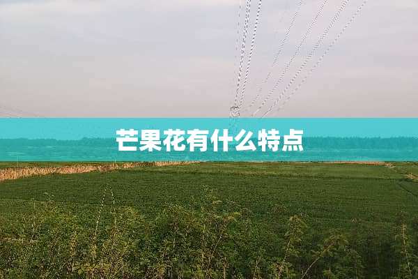 芒果花有什么特点