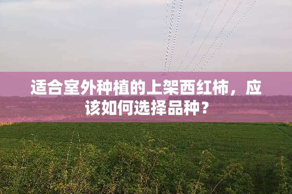 适合室外种植的上架西红柿，应该如何选择品种？