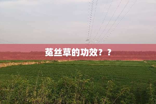 菟丝草的功效？？