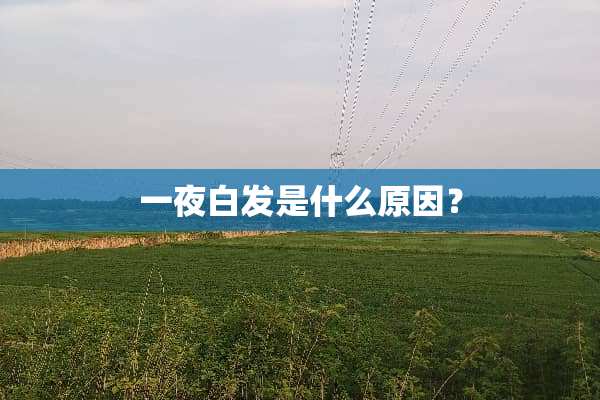 一夜白发是什么原因？