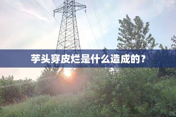 芋头穿皮烂是什么造成的？