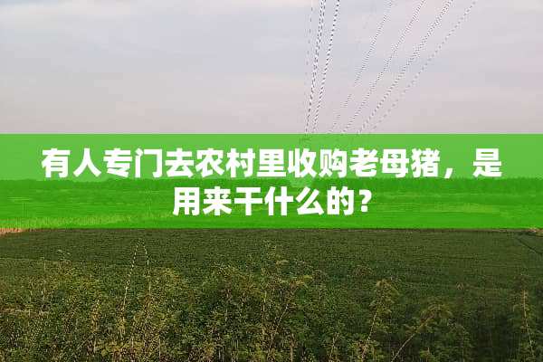有人专门去农村里收购老母猪，是用来干什么的？