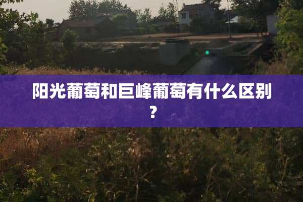 阳光葡萄和巨峰葡萄有什么区别？