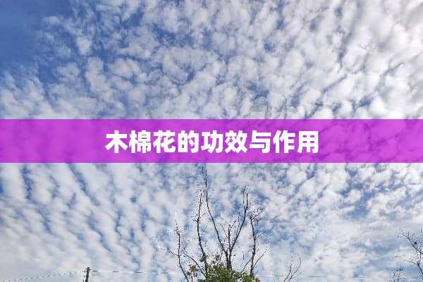 木棉花的功效与作用