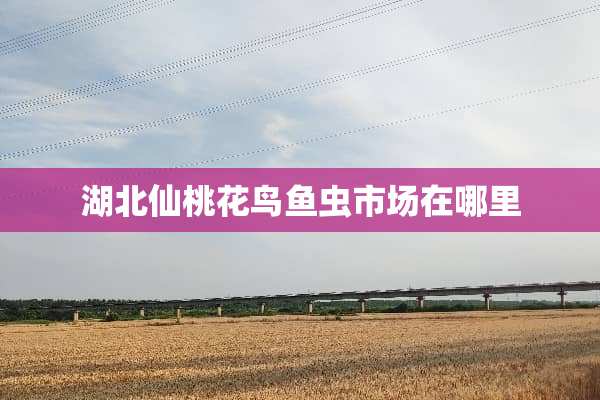 湖北仙桃花鸟鱼虫市场在哪里
