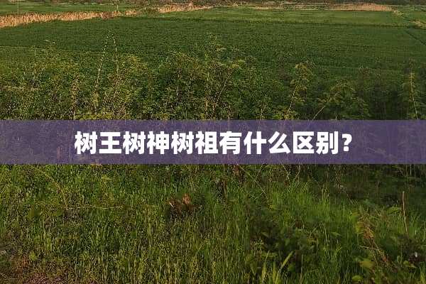树王树神树祖有什么区别？