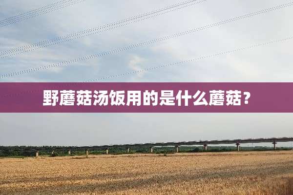 野蘑菇汤饭用的是什么蘑菇？