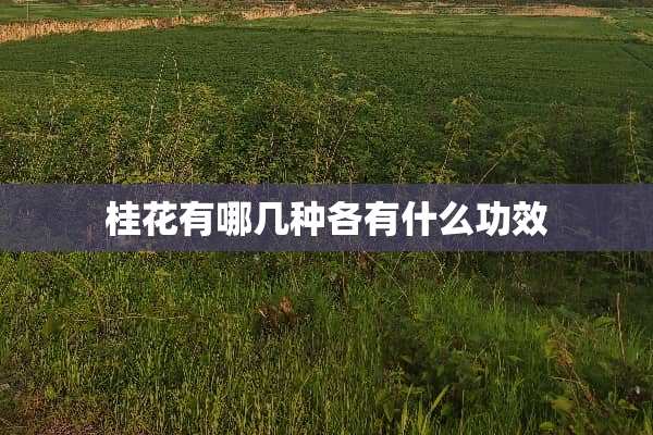 桂花有哪几种各有什么功效