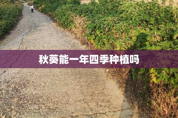 秋葵能一年四季种植吗