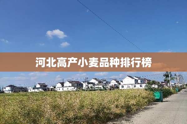 河北高产小麦品种排行榜