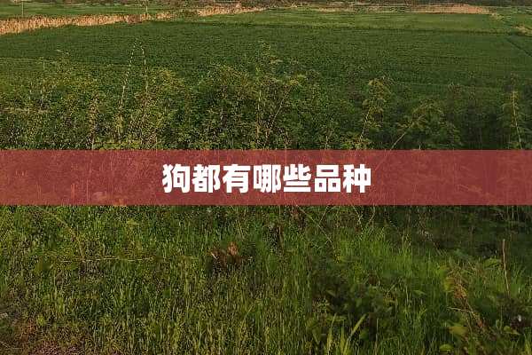 狗都有哪些品种