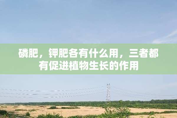 磷肥，钾肥各有什么用，三者都有促进植物生长的作用