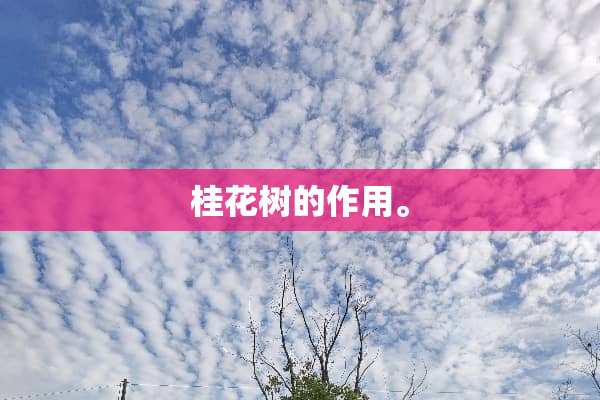 桂花树的作用。