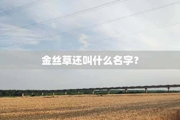 金丝草还叫什么名字？