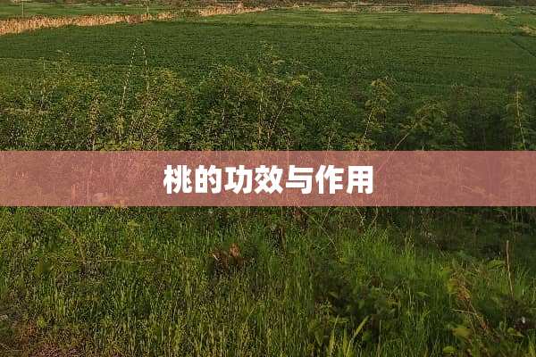 桃的功效与作用