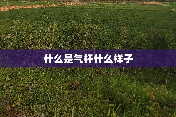 什么是气杆什么样子