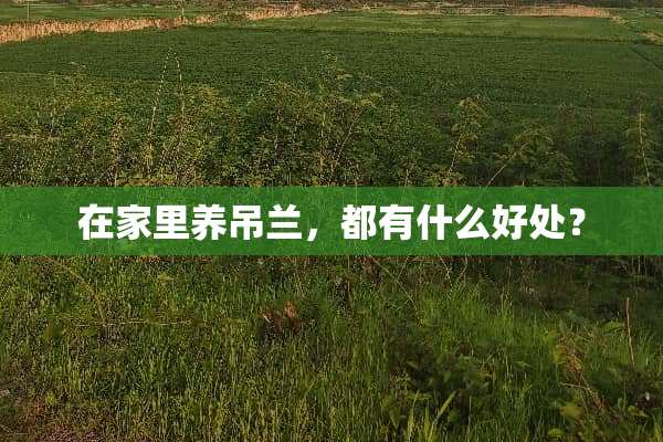 在家里养吊兰，都有什么好处？