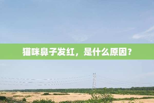 猫咪鼻子发红，是什么原因？