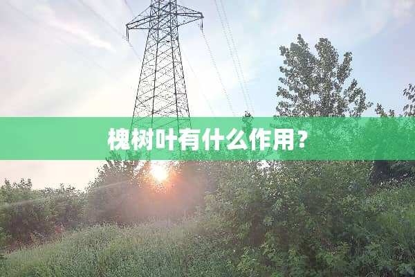 槐树叶有什么作用？