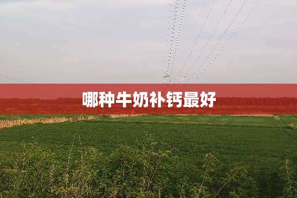哪种牛奶补钙最好
