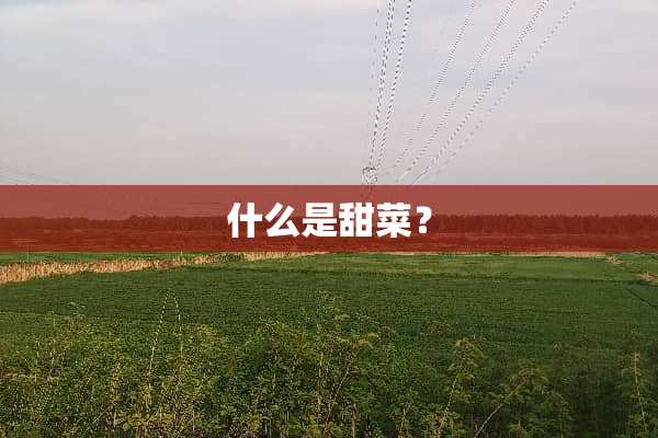 什么是甜菜？