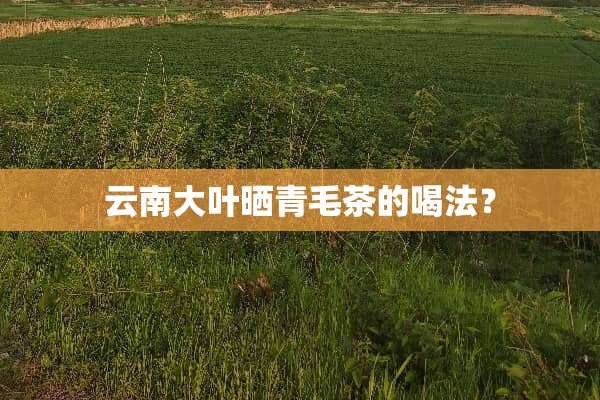 云南大叶晒青毛茶的喝法？