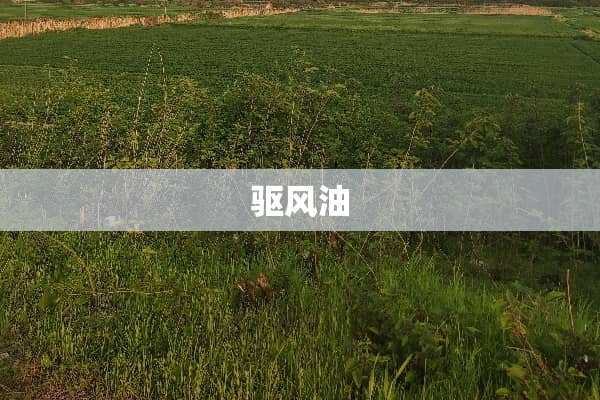 驱风油