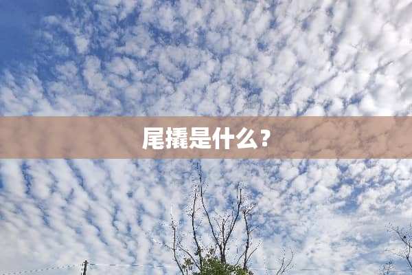 尾撬是什么？