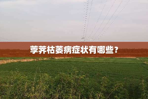 荸荠枯萎病症状有哪些？